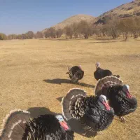 بوقلمون نر محلی ۲ساله|حیوانات مزرعه|دیواندره, |دیوار