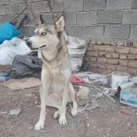 هاسکی ماده.چشم یخی .خوشگل