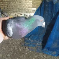 کفتر گوک|پرنده|ایرانشهر, |دیوار