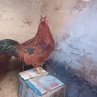 دوتا خروس محلی جوان|حیوانات مزرعه|طرقبه, |دیوار