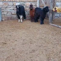 بزغاله نر|حیوانات مزرعه|کرمانشاه, |دیوار