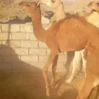 شتر نر چاق|حیوانات مزرعه|ایرانشهر, |دیوار