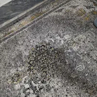 دوعدد فرش  نو