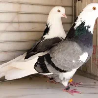 کفتر ۵جفت نرو ماده جنس جواب داده|پرنده|تهران, وردآورد|دیوار