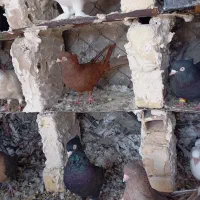 کبوتر ابادانی زاغ سرخ