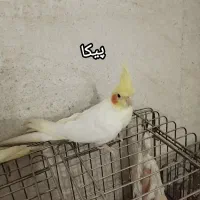 سه تاعروس هلندی لوتینو دستی ومرغ عشق و قلیون عربی|پرنده|کرج, حصارک پایین|دیوار