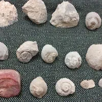 سکه قدیمی.فسیل|کلکسیون اشیاء عتیقه|شیراز, گل سرخ|دیوار