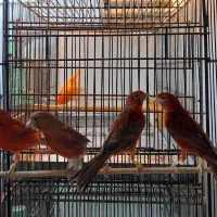 قناری ماده دارچینی|پرنده|قائمشهر, |دیوار