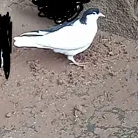 یک جوجه خال چپ