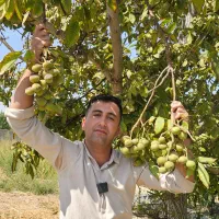 بهترین ارقام نهال