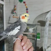 عروس هلندی سینامون دو سه کلمه میگه|پرنده|آستارا, |دیوار