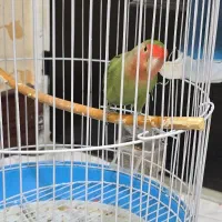 طوطی برزیلی زیبا با قفس|پرنده|قم, شاه سید علی|دیوار