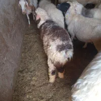 فروش بره نر سبک