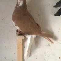 ۵ تا شهری|پرنده|شیراز, ماه فیروزان|دیوار