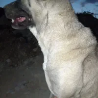 سگ سرابی