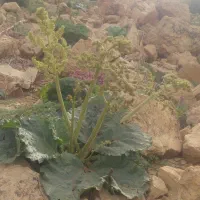 قابل معاوضه