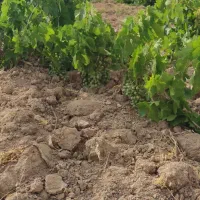 باغ انگور ۷۲۰متری باسند۶دانگ عرصه و عیان