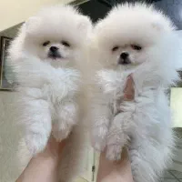 پامرانین ۶۴روزه خرسی