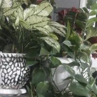 اجاره کافی شاپ باشگاه در صدرا