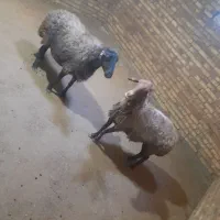 دوراس گوسفندجوان آبستن|حیوانات مزرعه|بلبان آباد, |دیوار