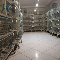 قناری اوپال،رسمی بلند