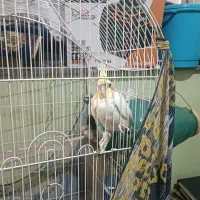 عروس هلندی بالغ ماده|پرنده|دلند, |دیوار