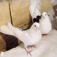 پرنده