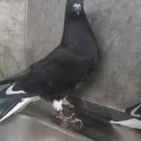 کبوتردم سفید