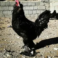 خروس مرندی اصیل جوان|حیوانات مزرعه|تهران, افسریه|دیوار
