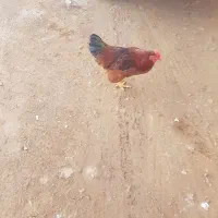 خروس گوشتی و چند عدد مرغ محلی|حیوانات مزرعه|ماکو, |دیوار