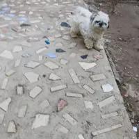 سگ خانگی|سگ|میاندوآب, |دیوار