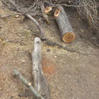 خرید و فروش چوب درخت