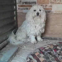 سگ پاکوتاه هفشجان