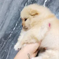 پامر خرسی ماده