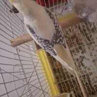 عروس هلندی دوکت قرینه