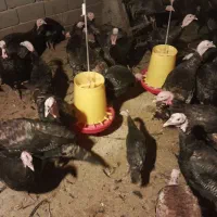 فروش  ۱۵۰ بوقلمون نر ۵ ماهه برنز|حیوانات مزرعه|اهر, |دیوار