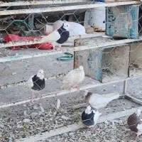 کبوتر طوقی|پرنده|حبیب آباد, |دیوار