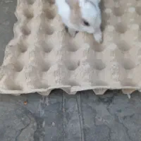 بچه خرگوش ناناز