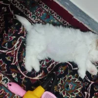 توله سگ مالتیپو عروسکی سایز صفر