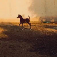 کره نریون دوسر وارداتی