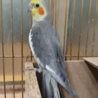 جوجه عروس هلندی|پرنده|طرقبه, |دیوار