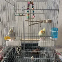 عروس هلندی|پرنده|شیراز, شهرک قمشه|دیوار