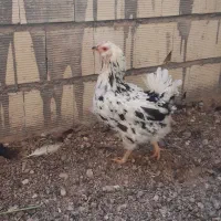 مرغ گلین چهلتاج