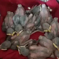 جوجه مینا ...