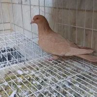 کبوتر ماده زرد پلاکی|پرنده|شیراز, گویم|دیوار