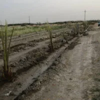 زمین باغی|فروش دفتر صنعتی، کشاورزی، تجاری|رامهرمز, |دیوار