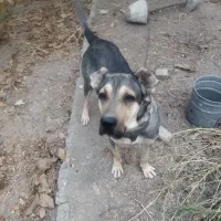 سگ سرابی در خون اصل نگهبان مطمعن|سگ|مشکیندشت, |دیوار