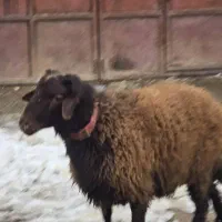 گوسفند افشار همو و هترو|حیوانات مزرعه|شیراز, وصال|دیوار