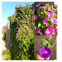 حدود نیم کیلو بذر گل پیچک نیلوفر بنفش و صورتی|گل و گیاه طبیعی|تهران, ایرانشهر|دیوار
