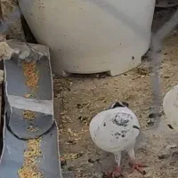 باخت رفته اگه کسی پیدا کنه مژدگانی خوب|پرنده|چهاردانگه (تهران), |دیوار